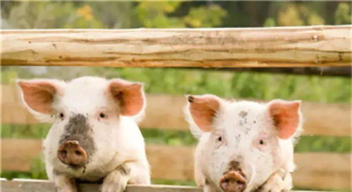 飼養(yǎng)密度對(duì)豬群健康與豬舍環(huán)境的影響