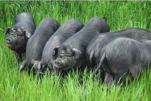 科學新視角 豬的百態(tài)世界與顛覆性認知