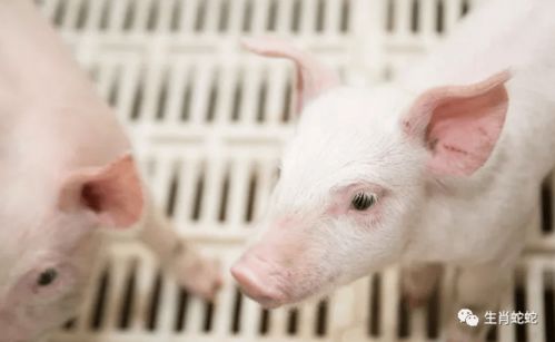 屬豬者六月提醒 以靜制動(dòng)，轉(zhuǎn)憂為安