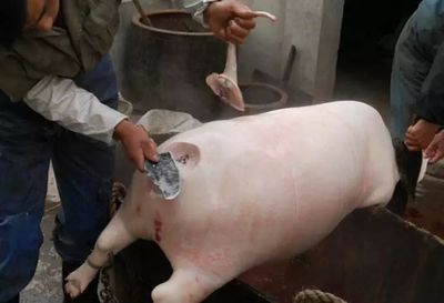 豬羊之間 那些年，我們守在鍋邊的童年滋味