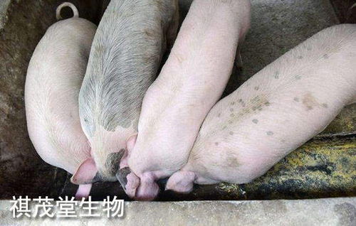 2022年生豬業(yè) 以“三高”開局，以深度調(diào)整收尾